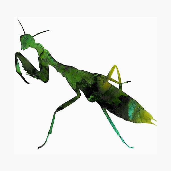 Praying Mantis Green Watercolor Photographic Print