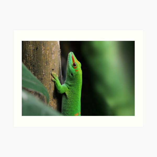 JUNGLE Art Print