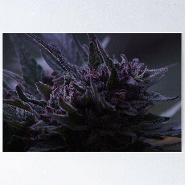 Item preview, Mendocino Purps designed and sold by ryan whittaker.