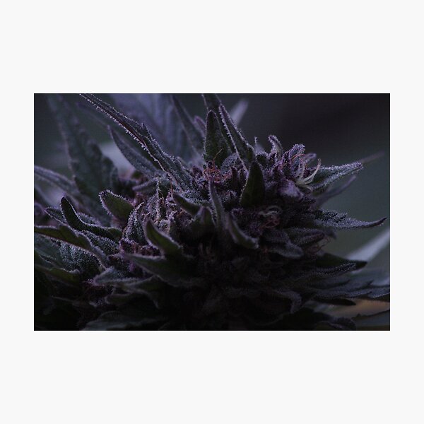 Item preview, Mendocino Purps designed and sold by ryan whittaker.