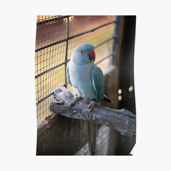 Blue Indian Ringneck-bird 2 Poster