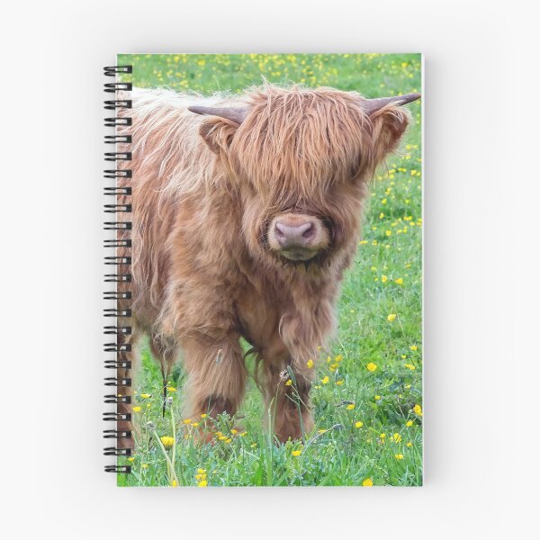 Aperçu de l'œuvre Bébé vache taureau Highland créée et vendue par HaleyRedshaw.