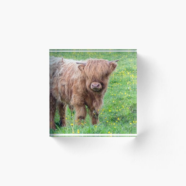 Item preview, Baby highland bull cow designed and sold by HaleyRedshaw.