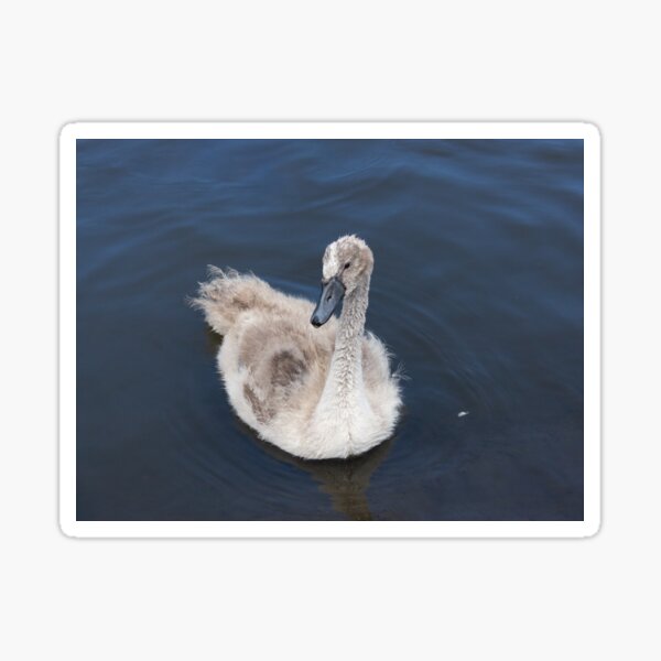 Cygnet swim Sticker
