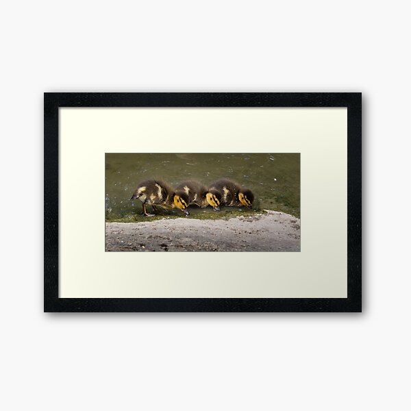 Three little ducklings Framed Art Print
