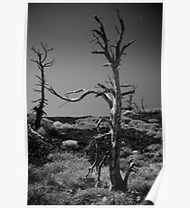 Desolate Poster