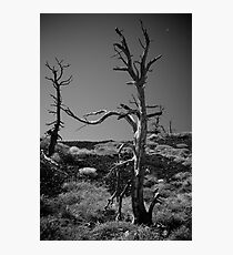 Desolate Photographic Print