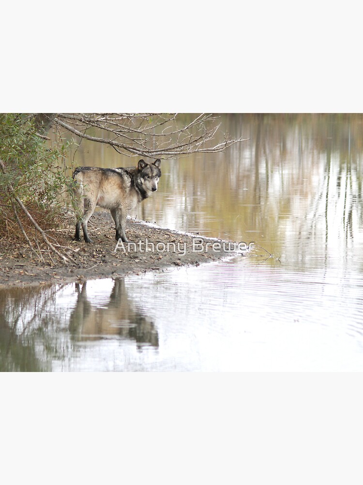 Reflections of a wolf by dailyanimals