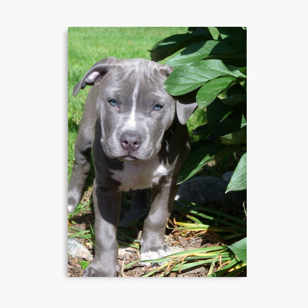 Impression Photo Superbe Bebe Pit Bull Chiot Chien Par Christyb8 Redbubble