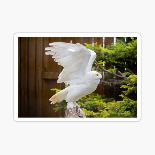 Snowy Owl Sticker
