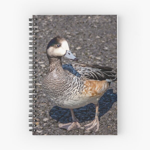 Item preview, Blue-winged teal designed and sold by Daniel Baker Photography.