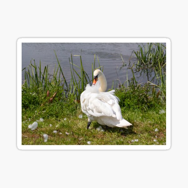 Preening Swan Sticker