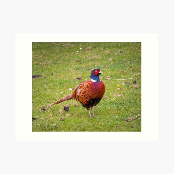 Pheasant Art Print