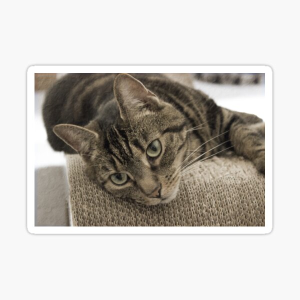 Sepia Vintage-style Cat Photography Sticker