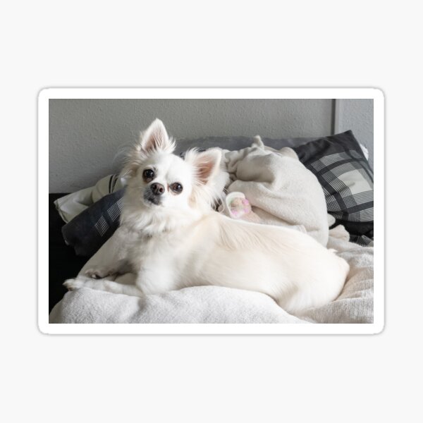 Cozy chihuahua Sticker
