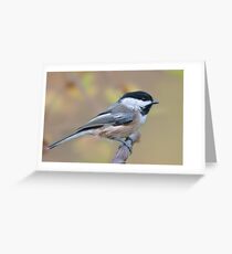 Black-Capped Chickadee Greeting Card
