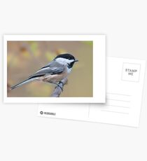Black-Capped Chickadee Postcards