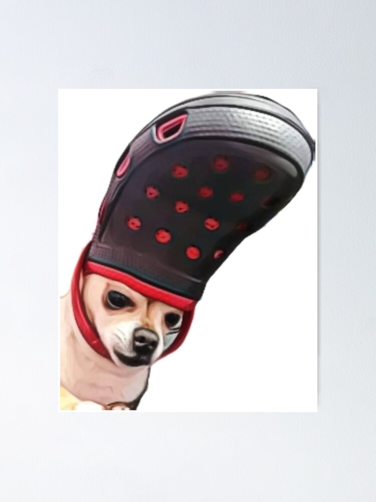 Chihuahua with croc on the head 