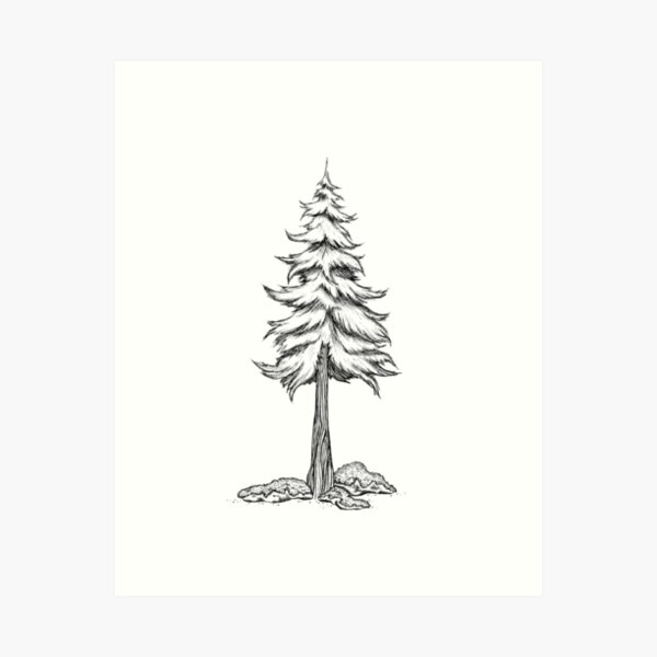 Redwood Tree Art Print