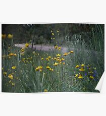 Roadside Wildflowers Poster