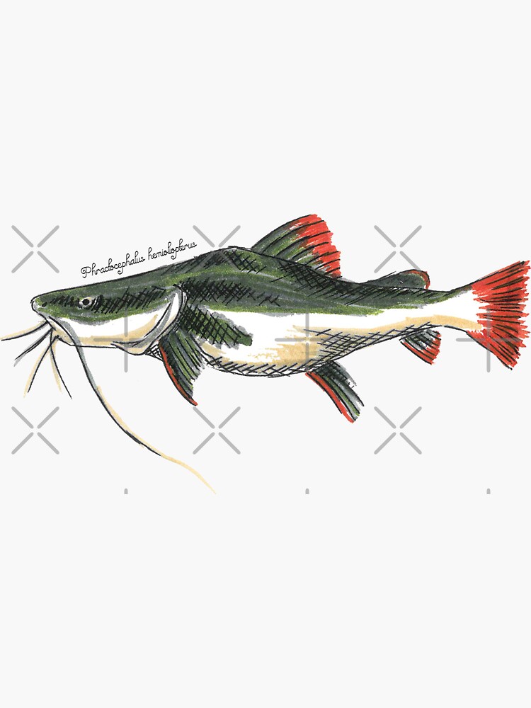 Redtail Catfish Sticker for Sale by Scuba-Div3r
