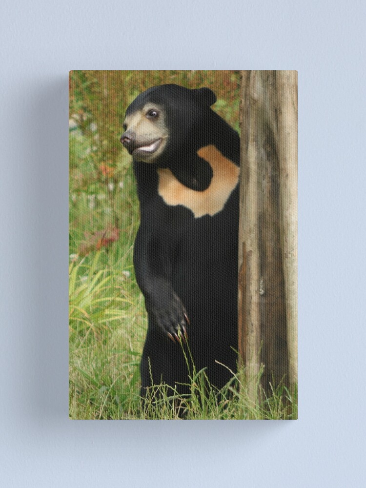 Alternate view of Sun Bear Canvas Print