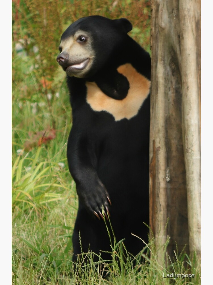 Sun Bear by Ladymoose