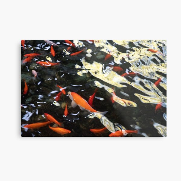 Koi and reflections Metal Print