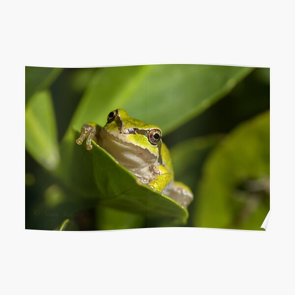 I HAVE MY EYES ON YOU! Poster