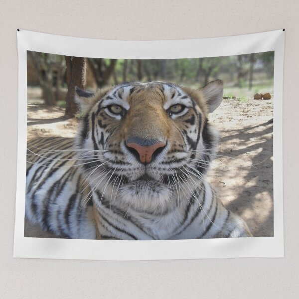 Item preview, Tiger Stare designed and sold by Steve Wilding.