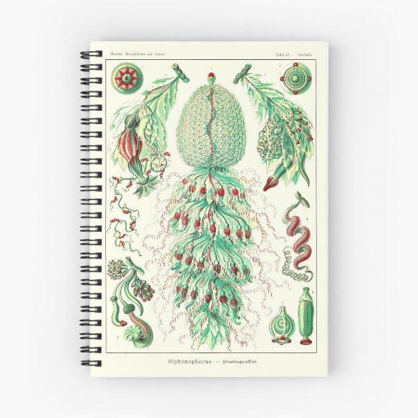 Item preview, Plate 59. Strobalia cupola. A colonial marine invertebrate that superficially resembles a jellyfish. designed and sold by Squirrox.