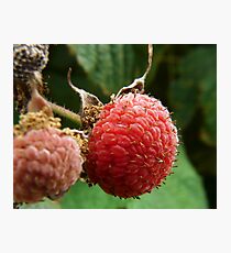 thimbleberry Photographic Print