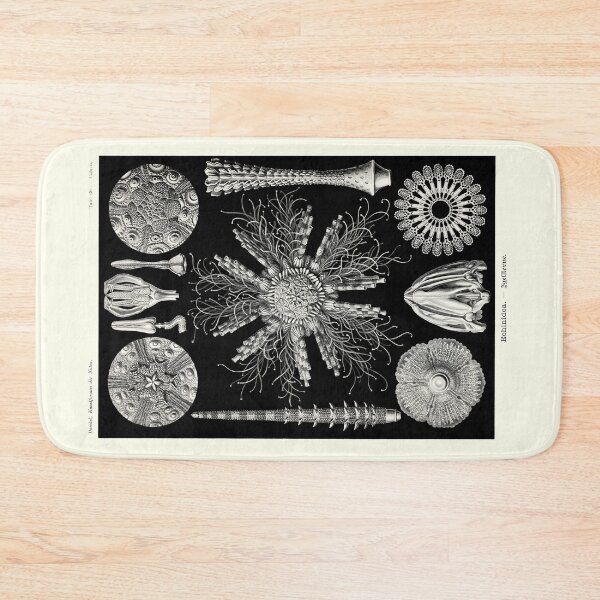 Item preview, Plate 60. Echinidea, an abandoned grouping of fossil and primitive sea urchins. designed and sold by Squirrox.