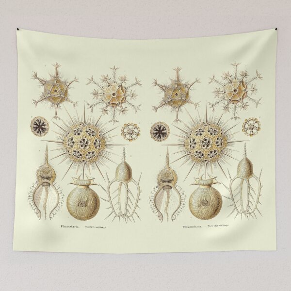 Item preview, Plate 01. A radiolarian – a type of amoeboid protozoan. designed and sold by Squirrox.