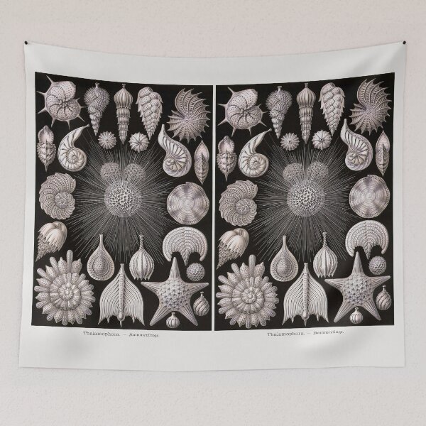 Item preview, Plate 02 Thalamophora. Amoeboid protozoans that typically produce a shell. designed and sold by Squirrox.