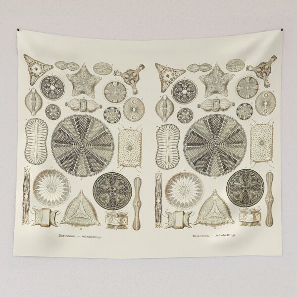 Item preview, Plate 04. Diatoms, microscopic marine creatures. designed and sold by Squirrox.