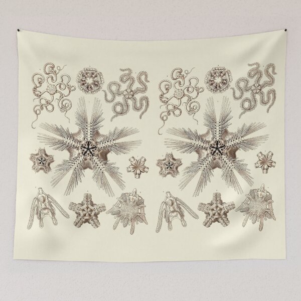 Item preview, Plate 10. Brittle-stars shown in various stages of development. designed and sold by Squirrox.