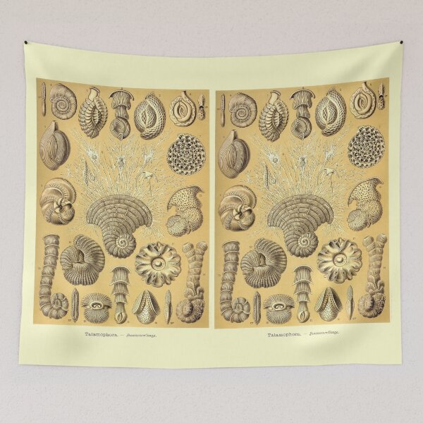 Item preview, Plate 12. Thalamophora (now Foraminifera), amoeboid protozoans designed and sold by Squirrox.
