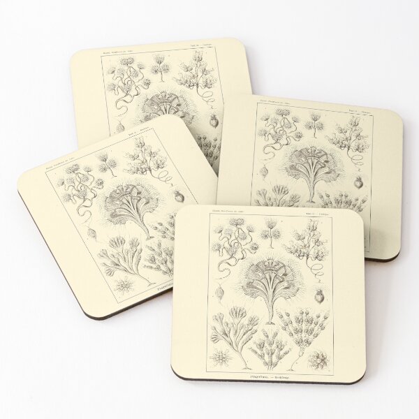 Item preview, Plate 13. Flagellata, organisms with one or more small flagella.  designed and sold by Squirrox.