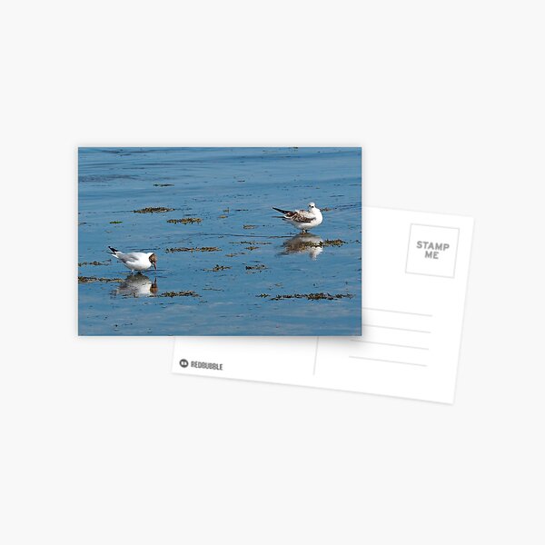 Item preview, Reflections of sea gulls designed and sold by Josie Gilbert.