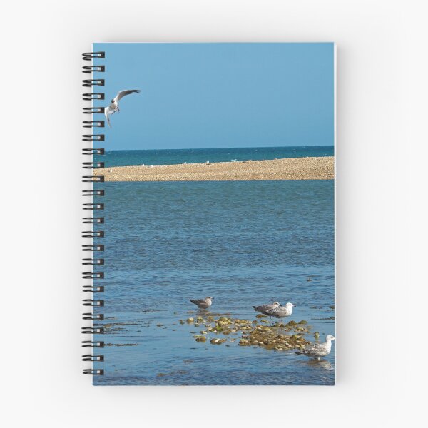 Item preview, Sea gulls on shingle 2 designed and sold by Josie Gilbert.