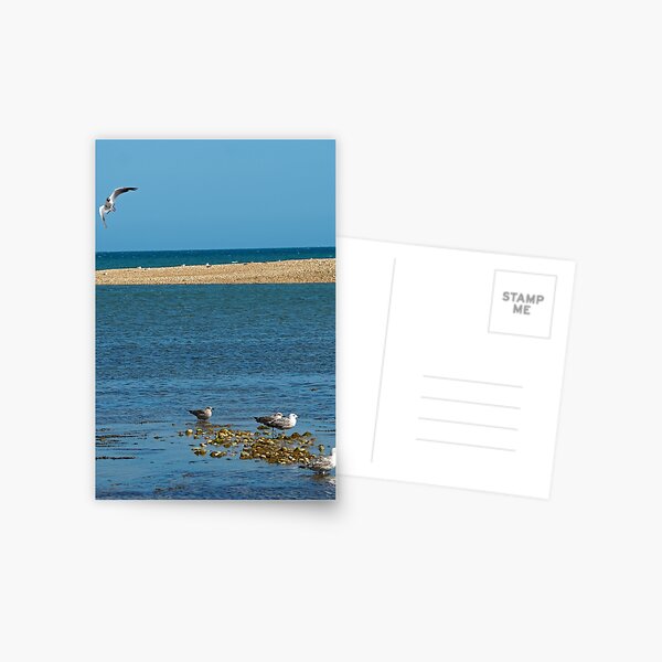 Item preview, Sea gulls on shingle 2 designed and sold by Josie Gilbert.