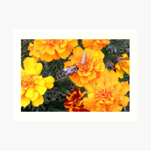 Sweet Abundance Art Print