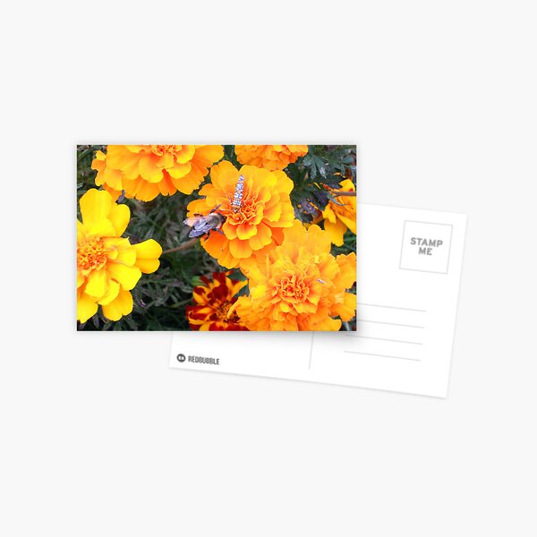 Sweet Abundance Postcard