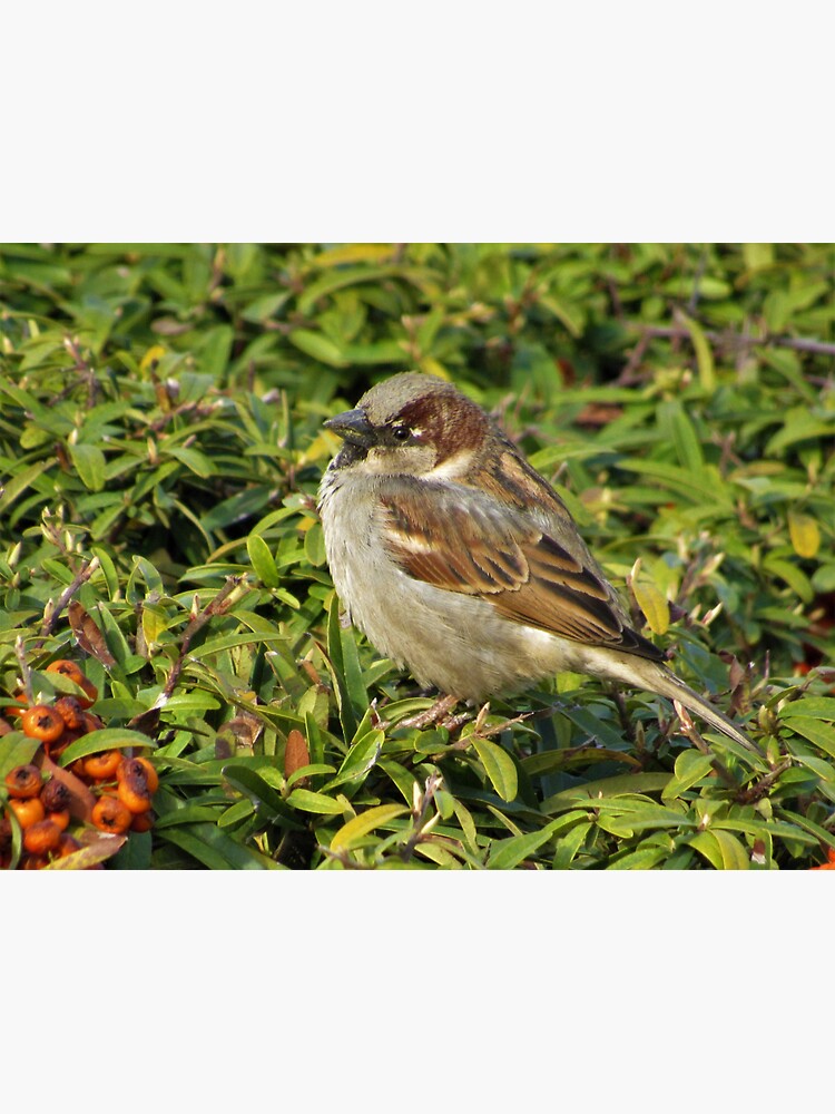House Sparrow Sideview by tomeoftrovius