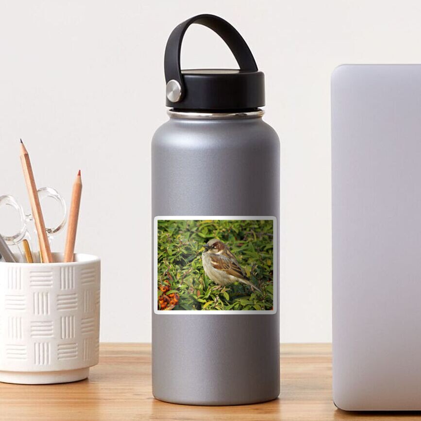 House Sparrow Sideview Sticker