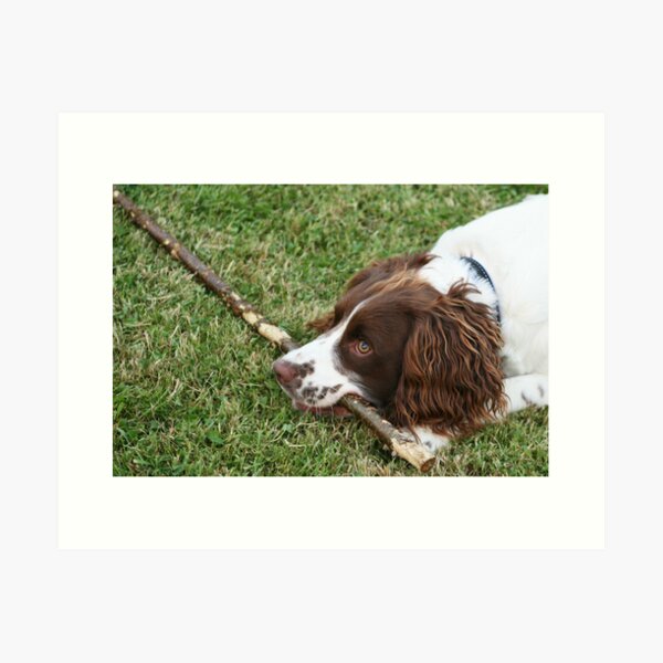 English Springer Spaniel playing with stick Art Print