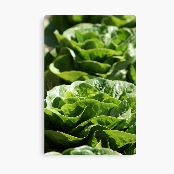 Decorative Lettuce Canvas Print