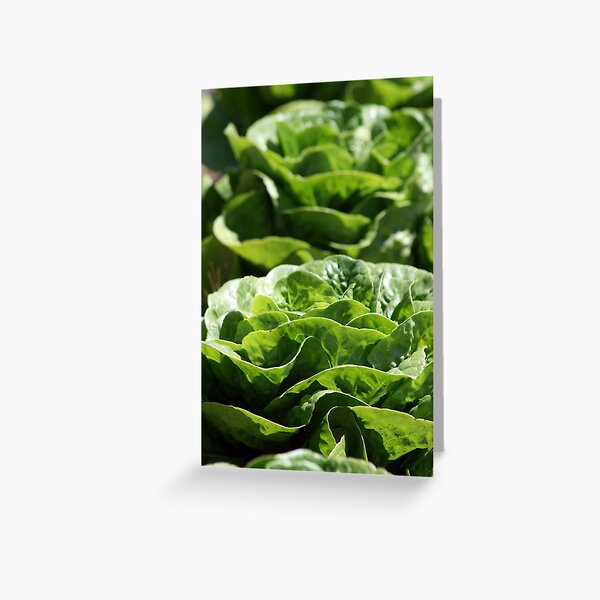 Decorative Lettuce Greeting Card