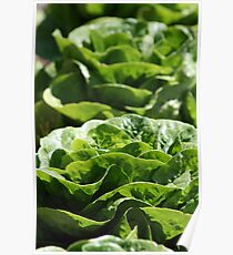 Decorative Lettuce Poster
